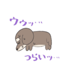 まろまゆチワックス（個別スタンプ：8）