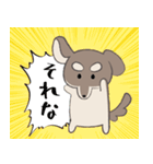 まろまゆチワックス（個別スタンプ：11）
