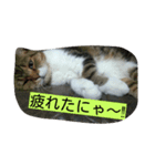 レオ様（個別スタンプ：9）