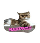 レオ様（個別スタンプ：13）