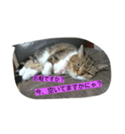 レオ様（個別スタンプ：16）