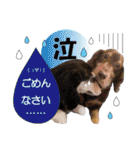 わんにゃんパークの日常会話（個別スタンプ：2）