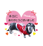 わんにゃんパークの日常会話（個別スタンプ：3）