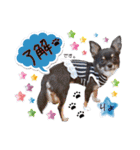 わんにゃんパークの日常会話（個別スタンプ：8）