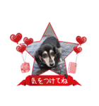 わんにゃんパークの日常会話（個別スタンプ：13）