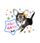 わんにゃんパークの日常会話（個別スタンプ：21）