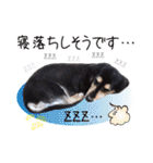 わんにゃんパークの日常会話（個別スタンプ：22）