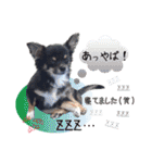 わんにゃんパークの日常会話（個別スタンプ：23）