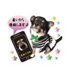わんにゃんパークの日常会話（個別スタンプ：27）