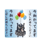 わんにゃんパークの日常会話（個別スタンプ：28）