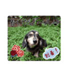 わんにゃんパークの日常会話（個別スタンプ：29）