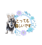 わんにゃんパークの日常会話（個別スタンプ：36）