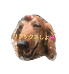 じゃじゃまる日和（個別スタンプ：4）