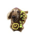 じゃじゃまる日和（個別スタンプ：11）