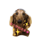 じゃじゃまる日和（個別スタンプ：13）
