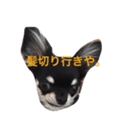 もずかぼスタイル 第2弾（個別スタンプ：5）