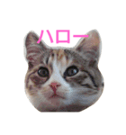 momomom（個別スタンプ：1）