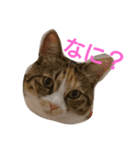 momomom（個別スタンプ：2）
