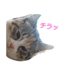 momomom（個別スタンプ：5）
