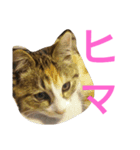 momomom（個別スタンプ：7）
