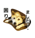 癒しのうちの子達（個別スタンプ：16）