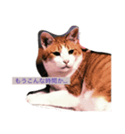 ニャンタ vol.2（個別スタンプ：1）