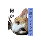 ニャンタ vol.2（個別スタンプ：2）