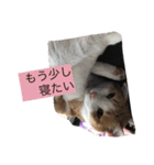 ニャンタ vol.2（個別スタンプ：5）