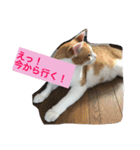 ニャンタ vol.2（個別スタンプ：7）