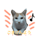 ころがる毎日（個別スタンプ：6）