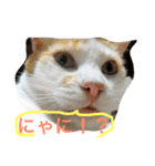 ころがる毎日（個別スタンプ：7）