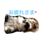 ころがる毎日（個別スタンプ：9）