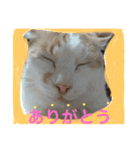 ころがる毎日（個別スタンプ：10）