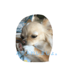 可愛い犬と姫うずら（個別スタンプ：2）
