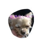 可愛い犬と姫うずら（個別スタンプ：4）