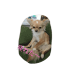 可愛い犬と姫うずら（個別スタンプ：5）