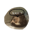 可愛い犬と姫うずら（個別スタンプ：6）
