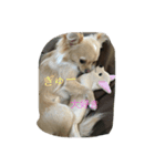 可愛い犬と姫うずら（個別スタンプ：7）