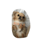 可愛い犬と姫うずら（個別スタンプ：8）