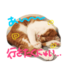 猫のハルくんスタンプ（個別スタンプ：1）