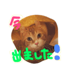 猫のハルくんスタンプ（個別スタンプ：2）