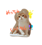 猫のハルくんスタンプ（個別スタンプ：3）