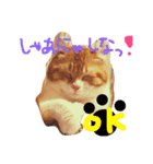 猫のハルくんスタンプ（個別スタンプ：4）