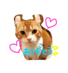 猫のハルくんスタンプ（個別スタンプ：6）