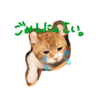 猫のハルくんスタンプ（個別スタンプ：7）