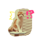 猫のハルくんスタンプ（個別スタンプ：8）