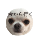 チワワのこたろう✳︎（個別スタンプ：3）