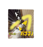 サバトラ白猫のしぐれちゃん（個別スタンプ：1）