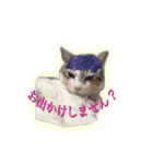 サバトラ白猫のしぐれちゃん（個別スタンプ：4）