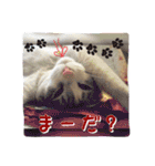 サバトラ白猫のしぐれちゃん（個別スタンプ：12）